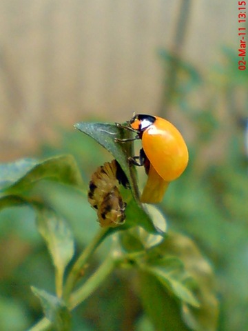 [transverse ladybug emerged from the pupa 03[4].jpg]