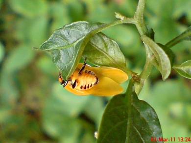 transverse ladybug emerged from the pupa 06