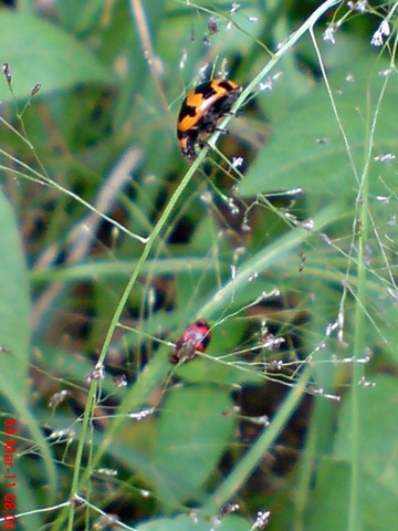 [transverse ladybug emerged from the pupa 12[4].jpg]