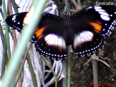 Common Eggfly Butterfly - Hypolimnas bolina - female 5