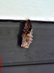caterpillar turn into chrysalis 05