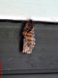caterpillar turn into chrysalis 06
