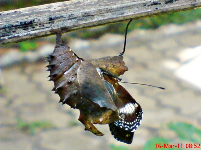 [Common Eggfly Butterfly Emerging from a Chrysalis 02[4].jpg]