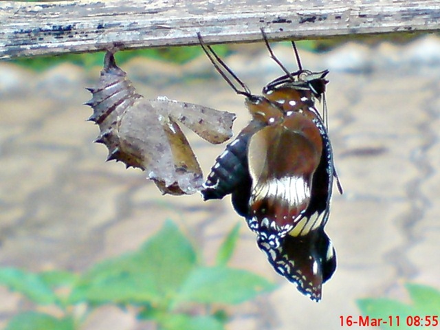[Common Eggfly Butterfly Emerging from a Chrysalis 06[4].jpg]