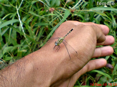 Capung Chalky percher - Diplacodes trivialis - female