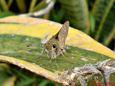 Borbo cinnara Rice Swift Skipper 03 Borbo cinnara Rice Swift Skipper 03