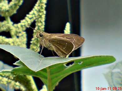 Grass-skipper Borbo cinnara 3