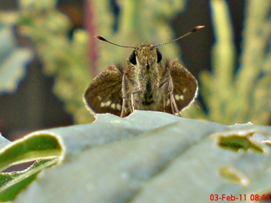 Grass-skipper Borbo cinnara 9