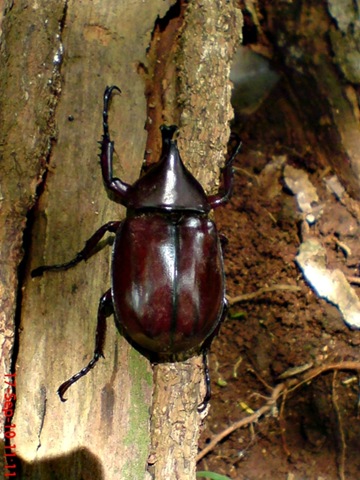 [Xylotrupes gideon_Kumbang Badak_Rhinoceros Beetle 01[4].jpg]
