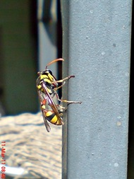 Delta campaniforme_Yellow and black potter wasp 03 Delta campaniforme_Yellow and black potter wasp 03