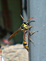 Delta campaniforme_Yellow and black potter wasp 05 Delta campaniforme_Yellow and black potter wasp 05