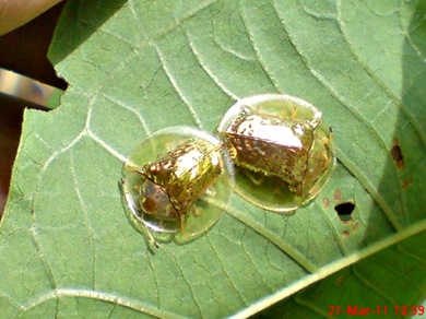 Aspidomorpha sanctaecrucis tortoise beetles 17