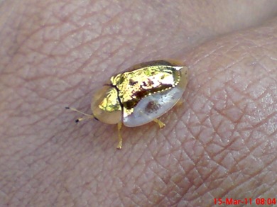 Aspidomorpha sanctaecrucis tortoise beetles 14 Aspidomorpha sanctaecrucis tortoise beetles 14