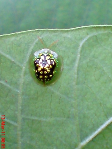 [green Tortoise Beetle_Cassida circumdata 01[4].jpg]