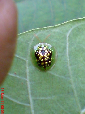 [green Tortoise Beetle_Cassida circumdata 02[4].jpg]