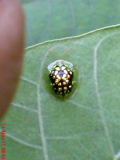 green Tortoise Beetle_Cassida circumdata 02 green Tortoise Beetle_Cassida circumdata 02