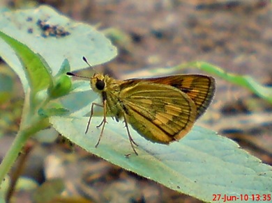 Taractrocera archias_Skipper 01