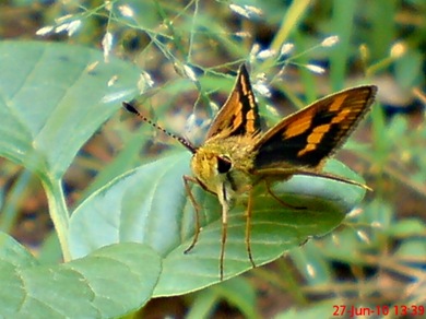 Taractrocera archias_Skipper 11 Taractrocera archias_Skipper 11
