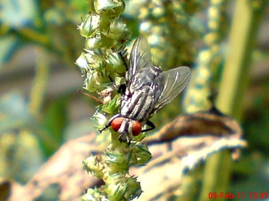 Sarcophaga carnaria_Flesh Fly_Lalat 06