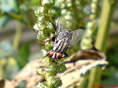 Sarcophaga carnaria_Flesh Fly_Lalat 06 Sarcophaga carnaria_Flesh Fly_Lalat 06