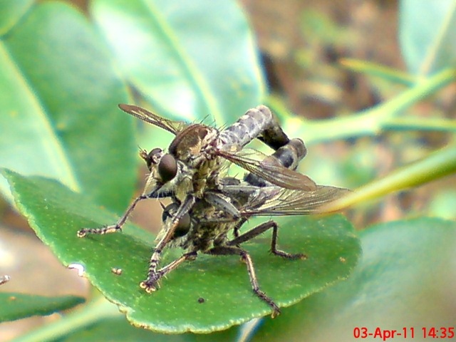 [robber fly mating 09[4].jpg]