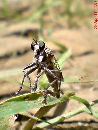 Robber Fly