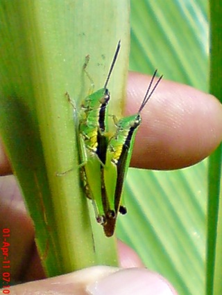 grasshopper_belalang_Oxya chinensis 5 grasshopper_belalang_Oxya chinensis 5