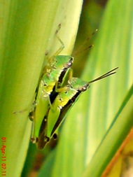 grasshopper_belalang_Oxya chinensis 7 grasshopper_belalang_Oxya chinensis 7