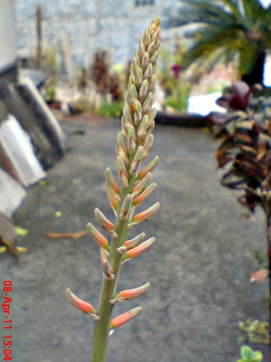 medicinal plant_Aloe vera_lidah buaya 7