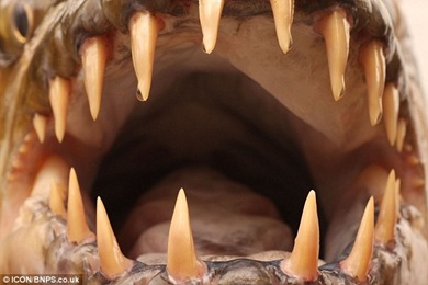The ferocious 'giant piranha' was caught during the filiming of ITV's River Monsters The ferocious 'giant piranha' was caught during the filiming of ITV's River Monsters