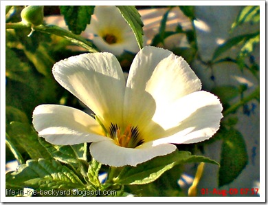 white alder Turnera subulata bunga pukul delapan 02