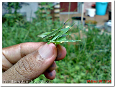 Grasshopper mating_Atractomorpha crenulata 1