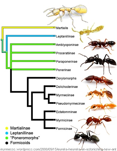 antphylo