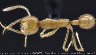 Martialis heureka _ant from Mars 4 Martialis heureka _ant from Mars 4