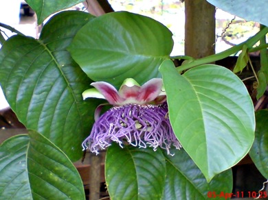 Passiflora quadrangularis_Markisa Besar_Erbis_Giant Granadila 01