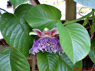 Passiflora quadrangularis_Markisa Besar_Erbis_Giant Granadila 01 Passiflora quadrangularis_Markisa Besar_Erbis_Giant Granadila 01