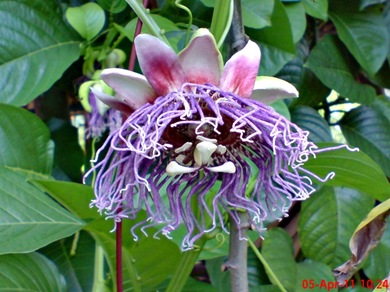 Passiflora quadrangularis_Markisa Besar_Erbis_Giant Granadila 03