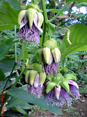 [Passiflora quadrangularis_Markisa Besar_Erbis_Giant Granadila 14[4].jpg]