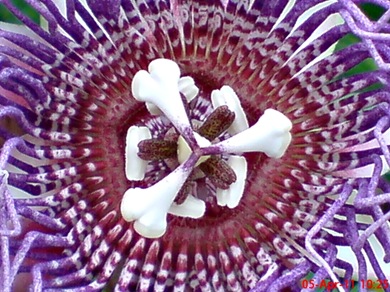 Passiflora quadrangularis_Markisa Besar_Erbis_Giant Granadila 05