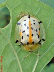 Aspidomorpha miliaris_tortoise beetles 05