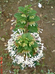 Clerodendrum calamitosum_Kembang Bugang_White Butterfly 03