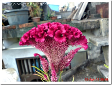 bunga jengger ayam_Celosia cristata 01