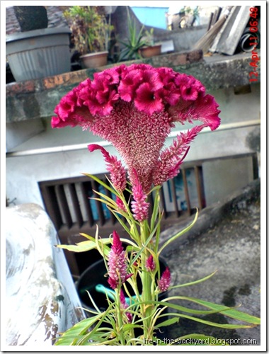 bunga jengger ayam_Celosia cristata 03