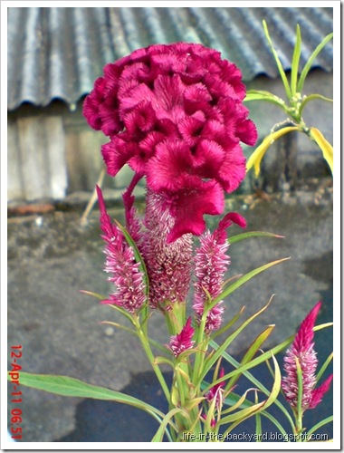 bunga jengger ayam_Celosia cristata 07 bunga jengger ayam_Celosia cristata 07