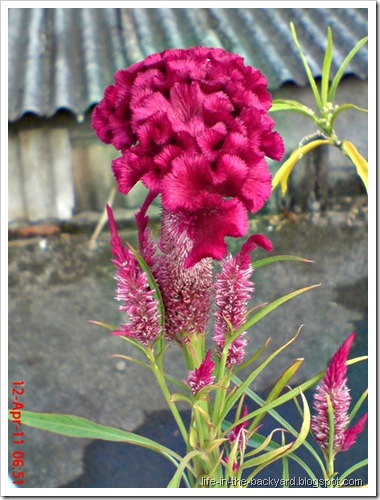 bunga jengger ayam_Celosia cristata 07