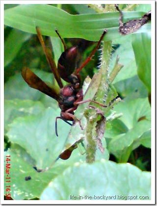 green grasshopper attacked by wasp 1