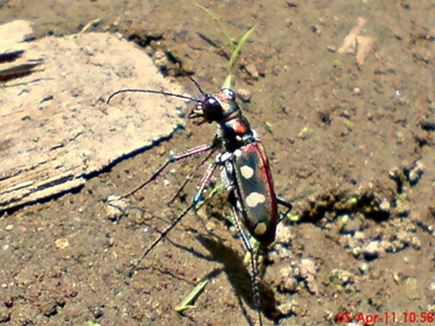 [Cicindela aurulenta_Spotted Tiger Beetle_Kumbang 1[6].jpg]