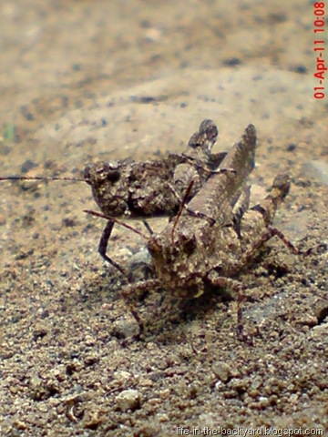[brown grasshopper mating 15[8].jpg]