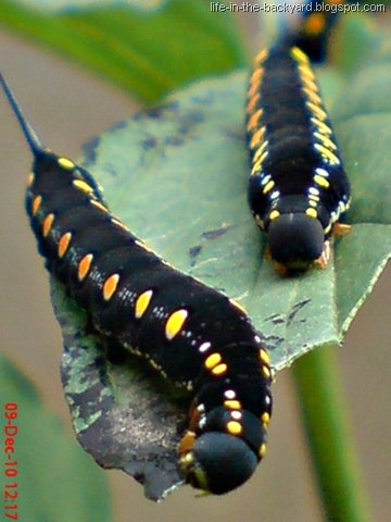 [Caterpillars Attack 10[8].jpg]