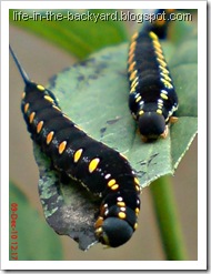 Caterpillars Attack 10